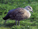 Blue-Winged Goose (WWT Slimbridge March 2012) - pic by Nigel Key